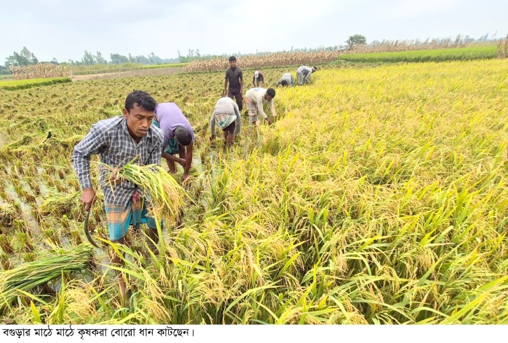 বগুড়ায় বোরে ধানের সোনালী শীষে হাসছে কৃষক